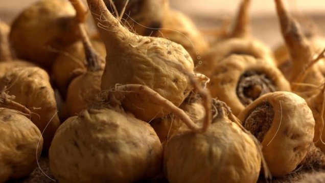Maca Kökü Yararları Nelerdir 10 Faydaları 2018